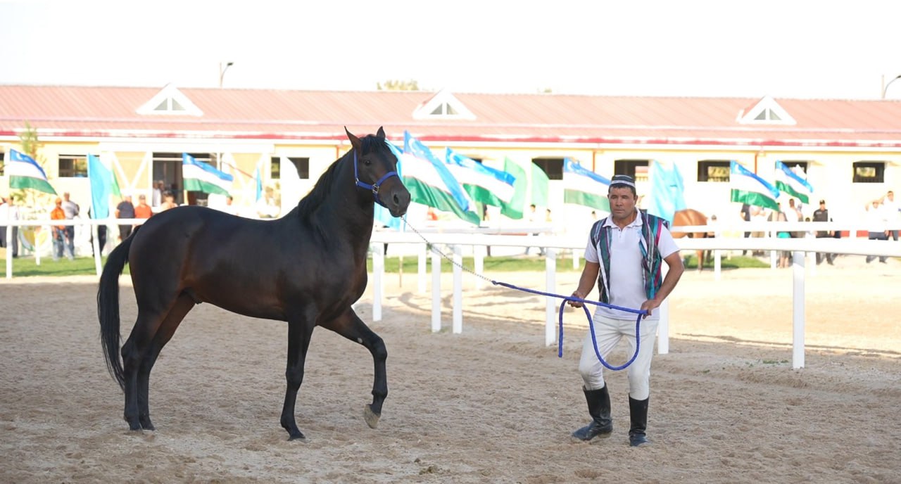 horse